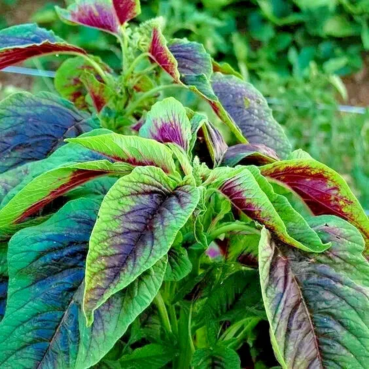 4000+ Red Green Amaranth Spinach Rau Den Vegetable Seeds - Annual