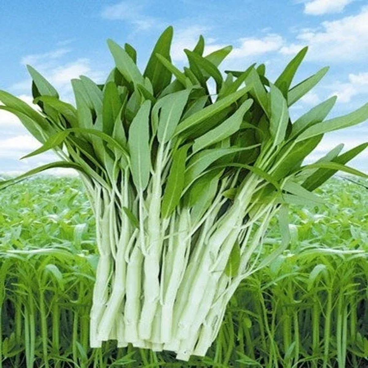 50+ White Stem Water Spinach Seeds - Ong Choy, Kong Xin Cai, Rau Mung Trng - Vegetable Seeds