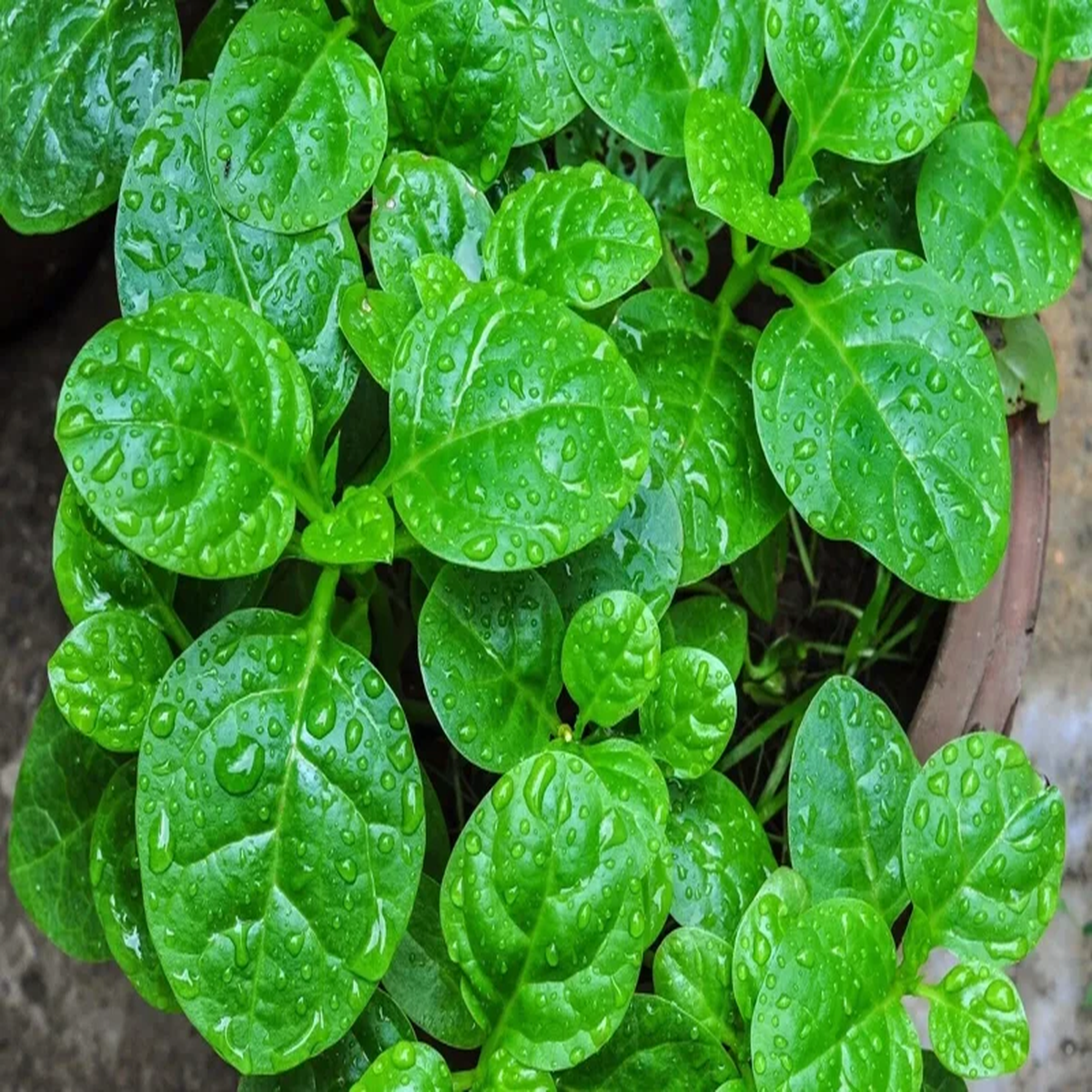 25+ Malabar Spinach Seeds - Mong Toi Ceylon Vine Spinach - GMO Free Perennial Vegetable Seeds