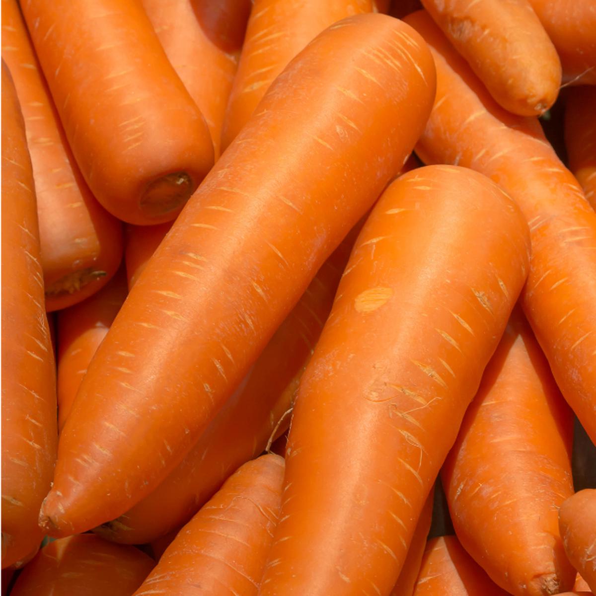 10g Carrot Autumn King Seed