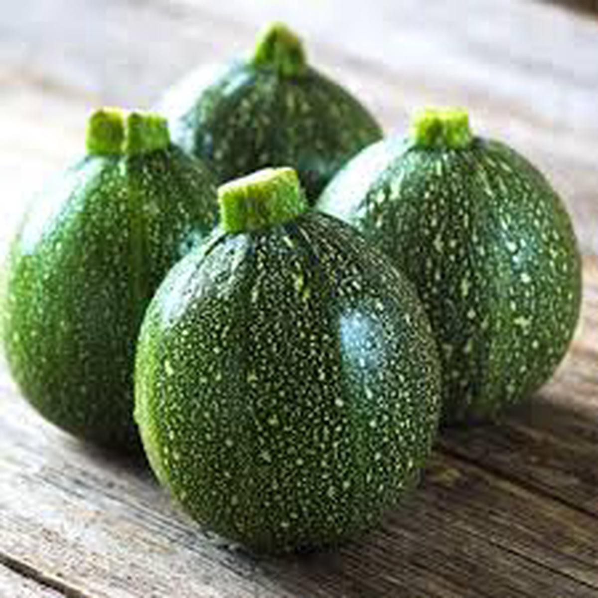 Zucchini Summer Squash Seeds for Planting Heirloom, Non-GMO, Easy to Grow, High Yield Variety