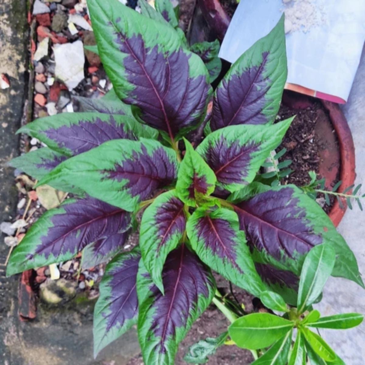 Amaranthus Mangostanus (Tampala Amaranth) Seeds for Planting  Heirloom, Non-GMO, Tropical, Edible Green