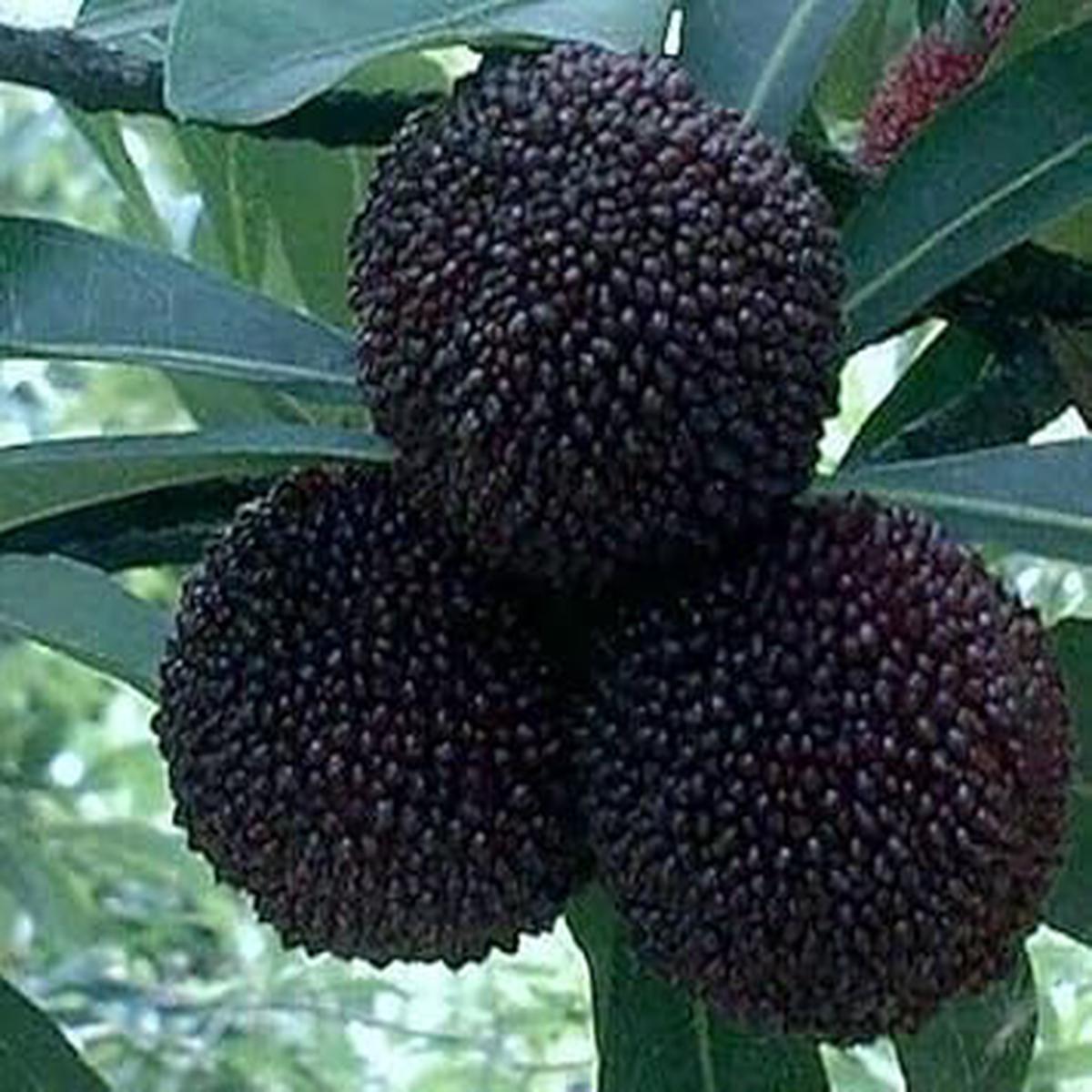 Arbutus Seeds for Planting Unique Fruits