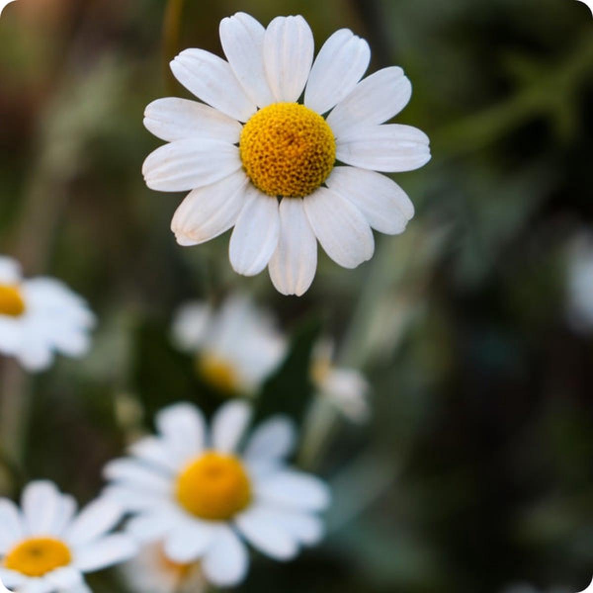 Chamomile Seeds - Roman (Chamaemelum nobile)
