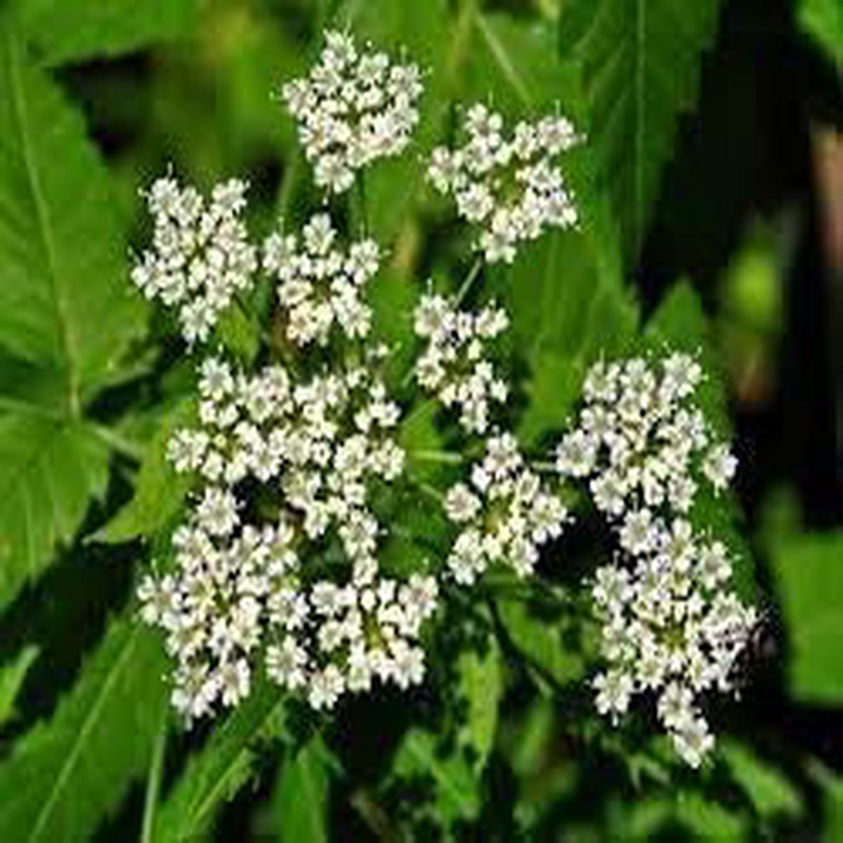 Cicuta Maculata Seeds for Planting