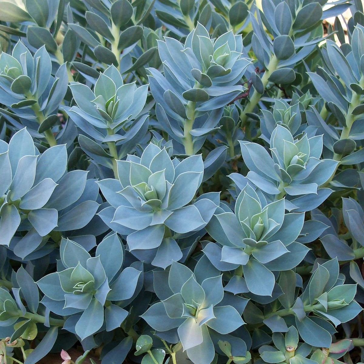 Euphorbia Myrsinites Herb Seeds for Planting  Heirloom, Non-GMO, Drought-Tolerant, Easy to Grow