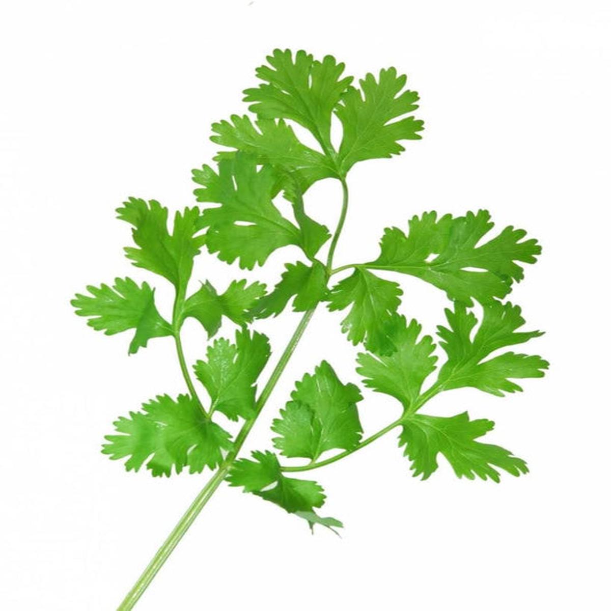 Fiesta Green Cilantro / Coriander (Coriandrum sativum) Herb Vegetable Seeds