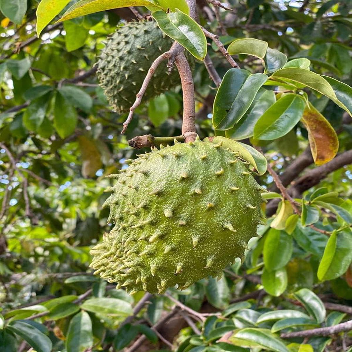Giant Soursop Annona muricata Tropical Fruit Seeds for Planting in Tropical Garden