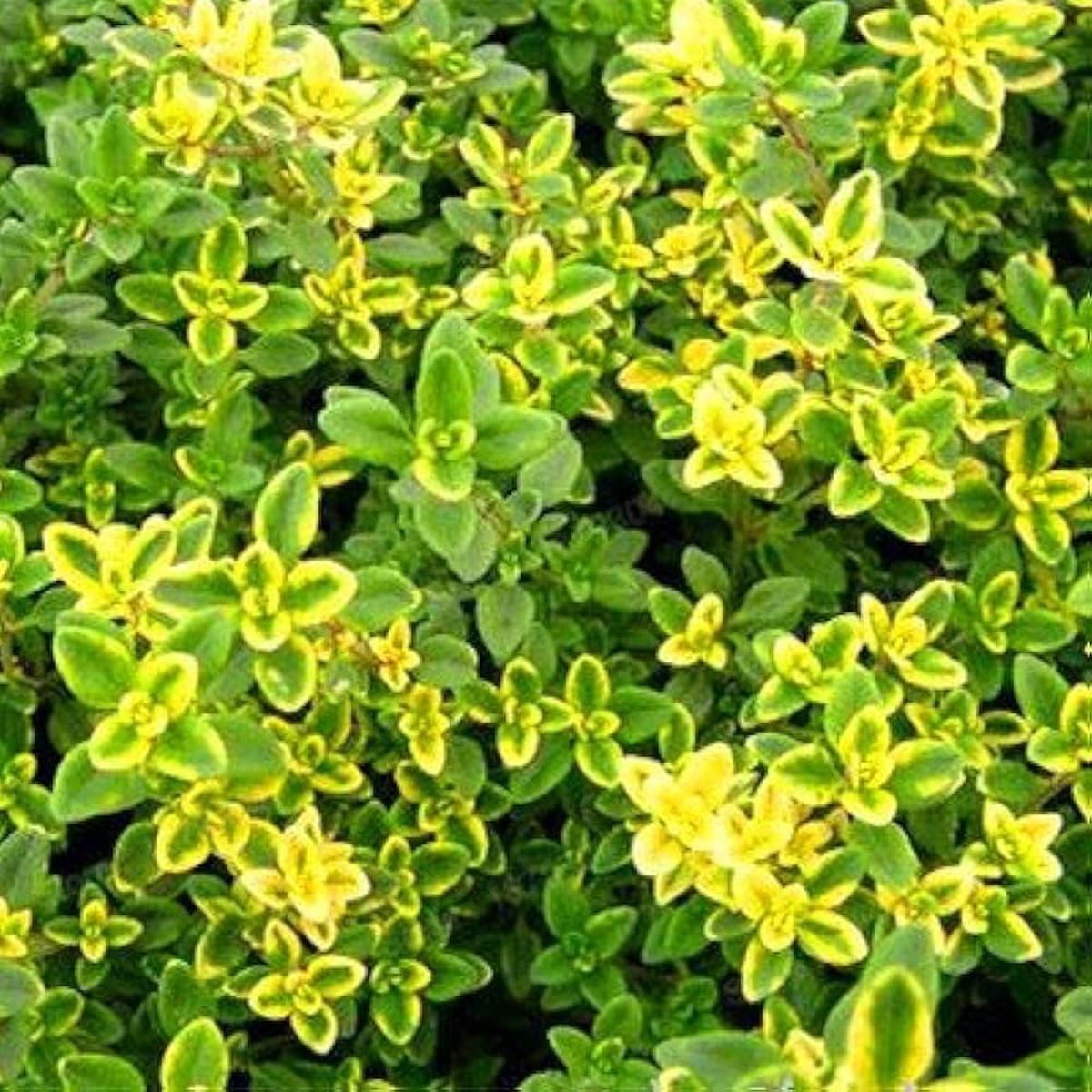 Lemon Thyme Herb Seeds  Aromatic Garden Herb & Natural Mosquito Repellent