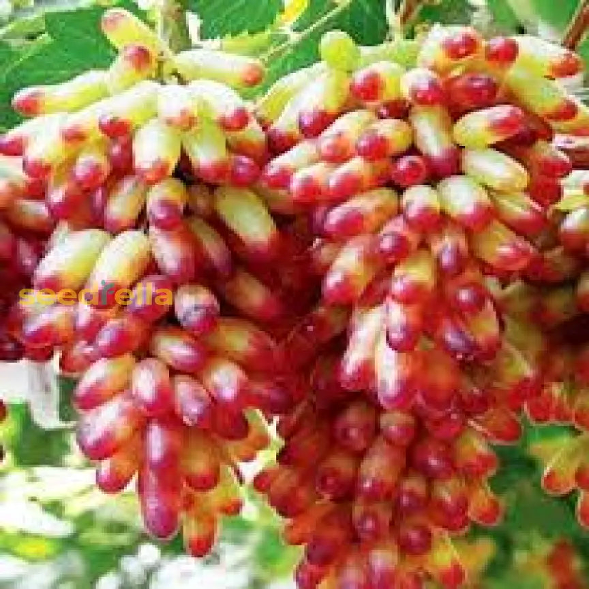 Manicure Finger Grape Fruit Seeds for Planting Grow Sweet Grapes in Your Garden