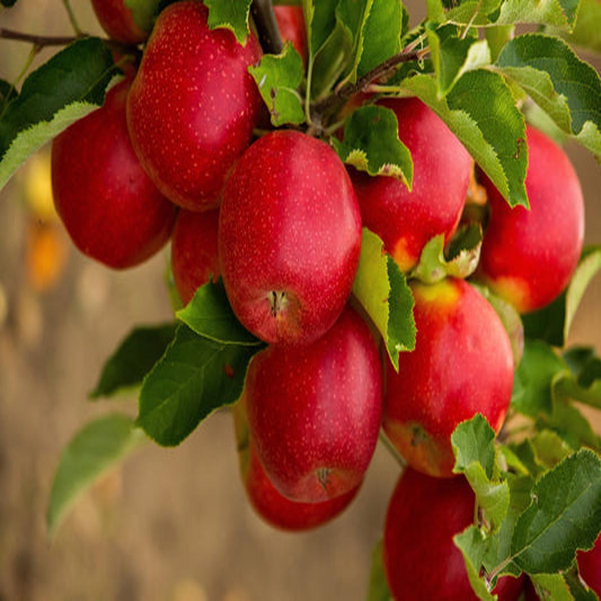 Paradise Apple (Malus pumila)  Red Delicious, Common Apple Tree Seeds