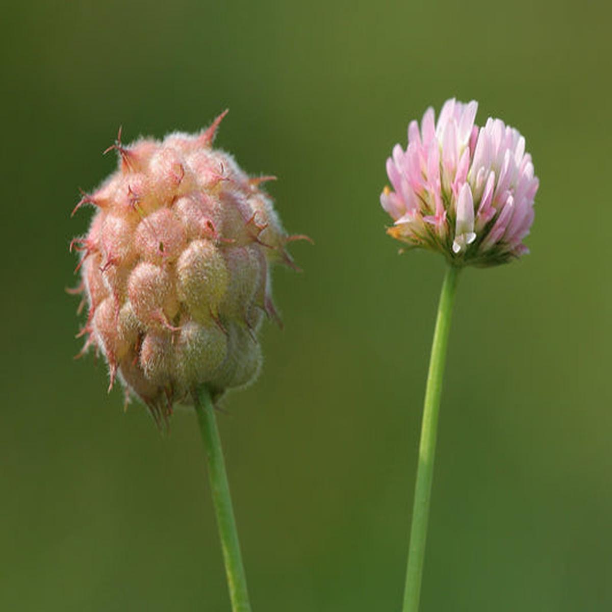 Strawberry-Headed Clover (Trifolium fragiferum) Palestine Pink Flower Seeds