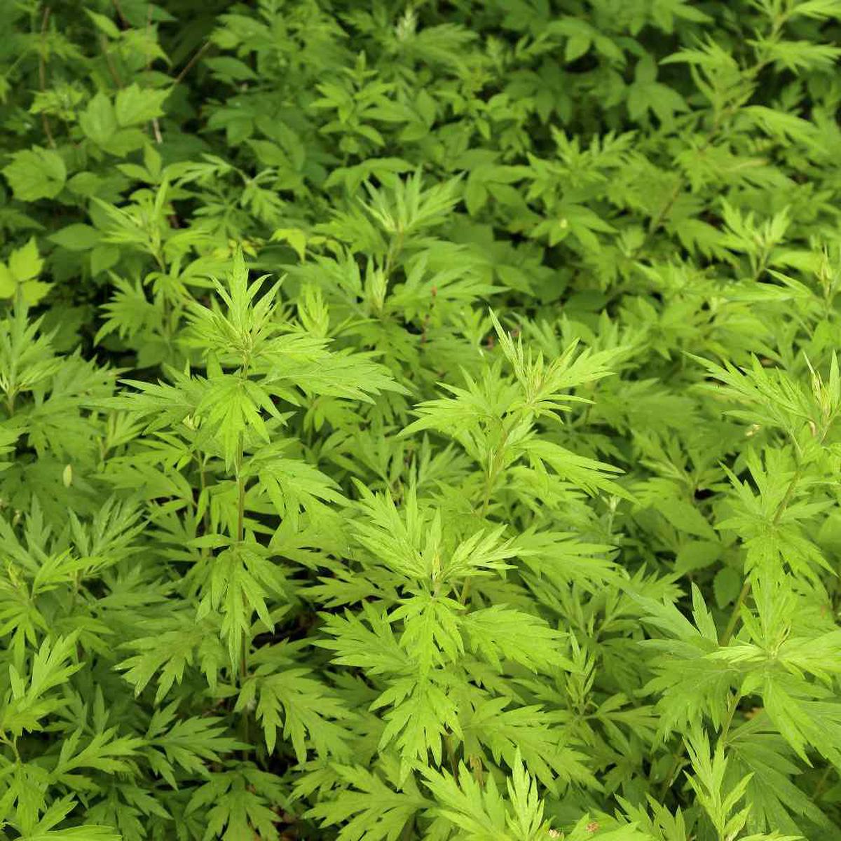 Sweet Wormwood Herb Seeds for Planting  Heirloom, Non-GMO, Easy to Grow, Herb