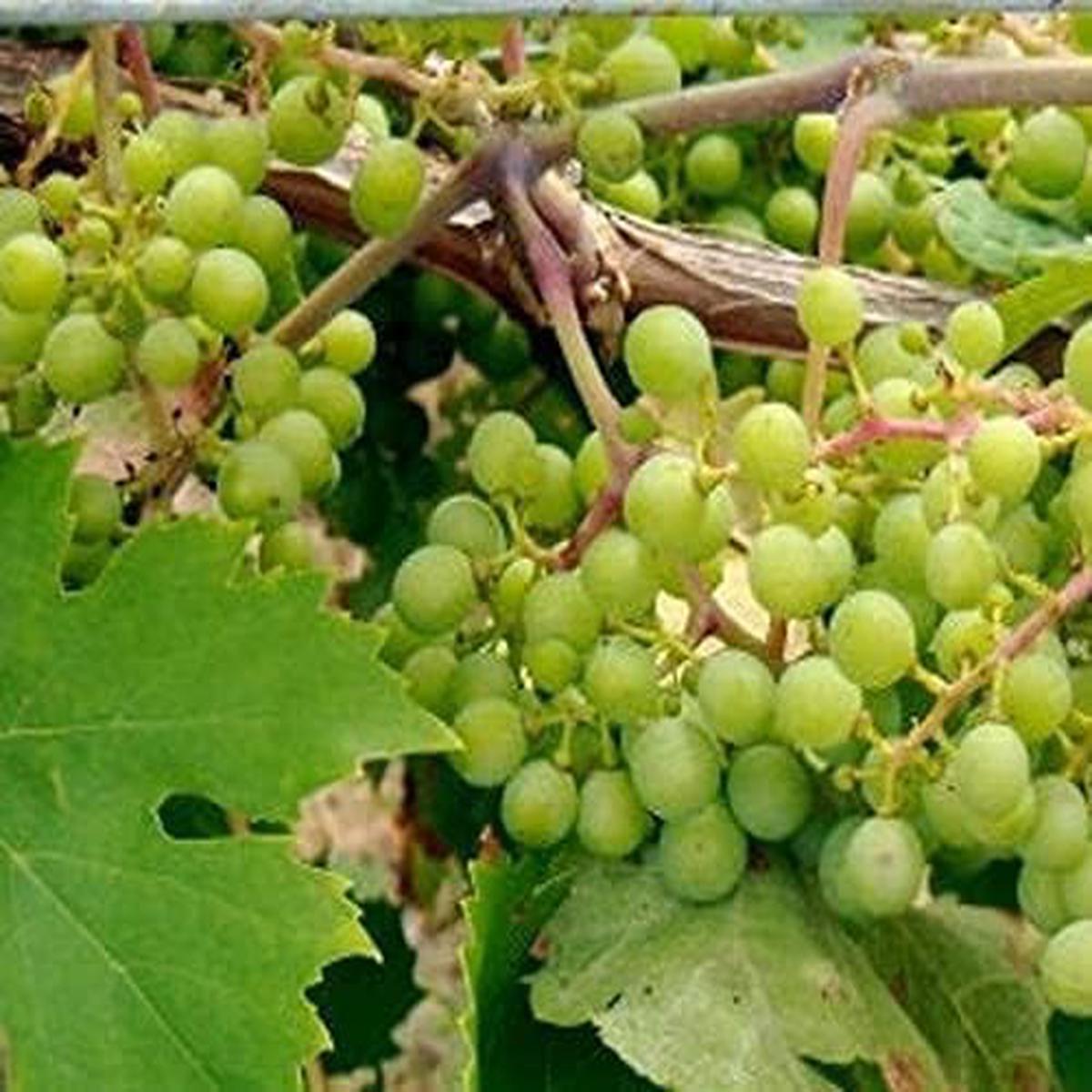 Vitis Labrusca Niagara Grape Seeds