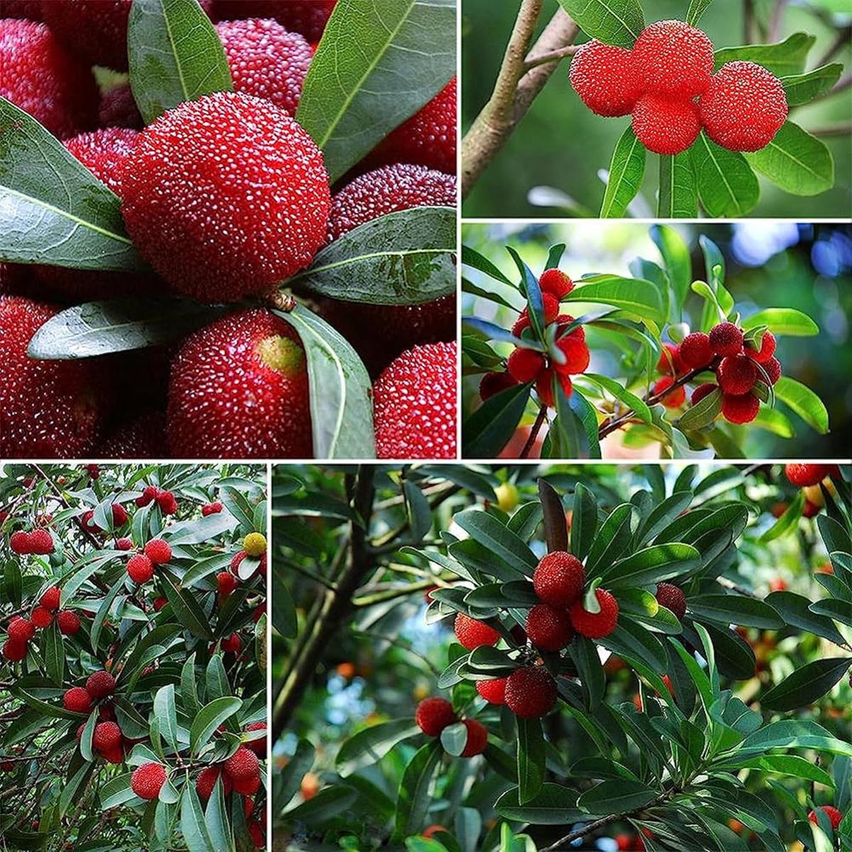 Bayberry Fruit Seeds  Heirloom, Non-GMO, Easy to Grow