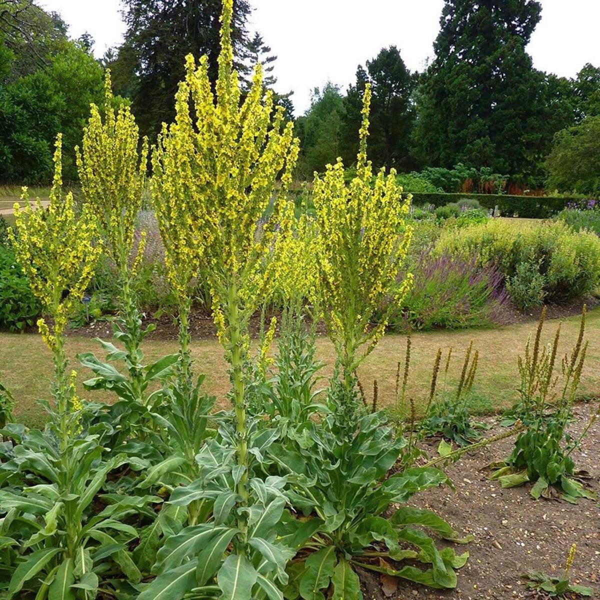 Greek Mullein (Verbascum Olympia) Herb Seeds  Heirloom, Non-GMO, Perennial, Medicinal Herb
