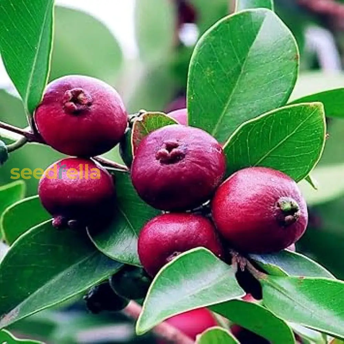 Strawberry Guava Seeds for Planting Grow Your Own Delicious Fruit