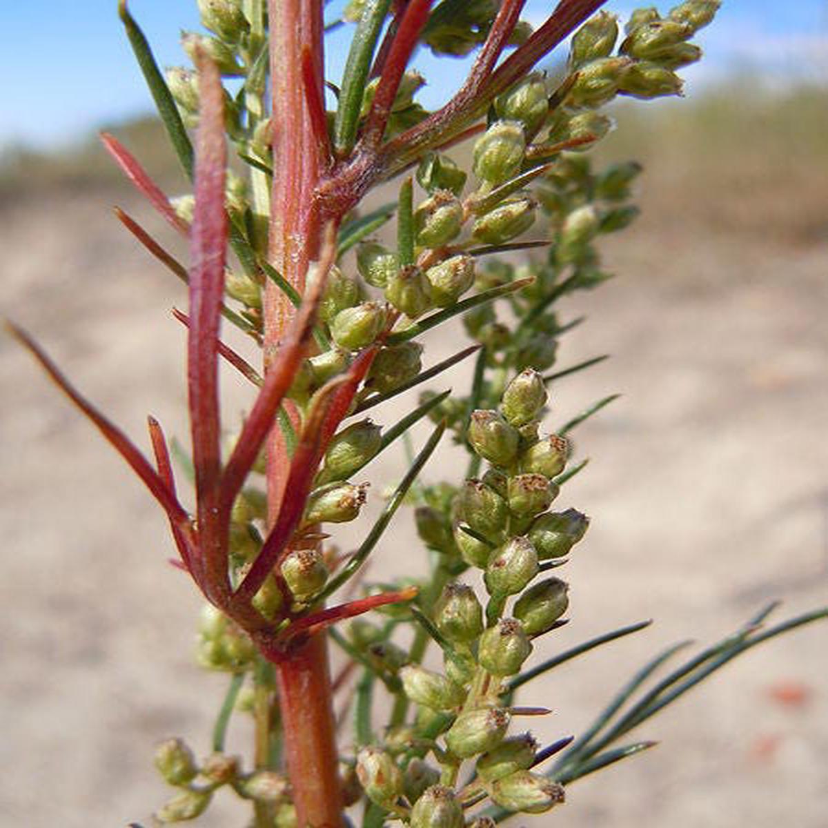 Beach Wormwood (Artemisia caudata) Silvermound Red Sagewort Herb Flower Seeds