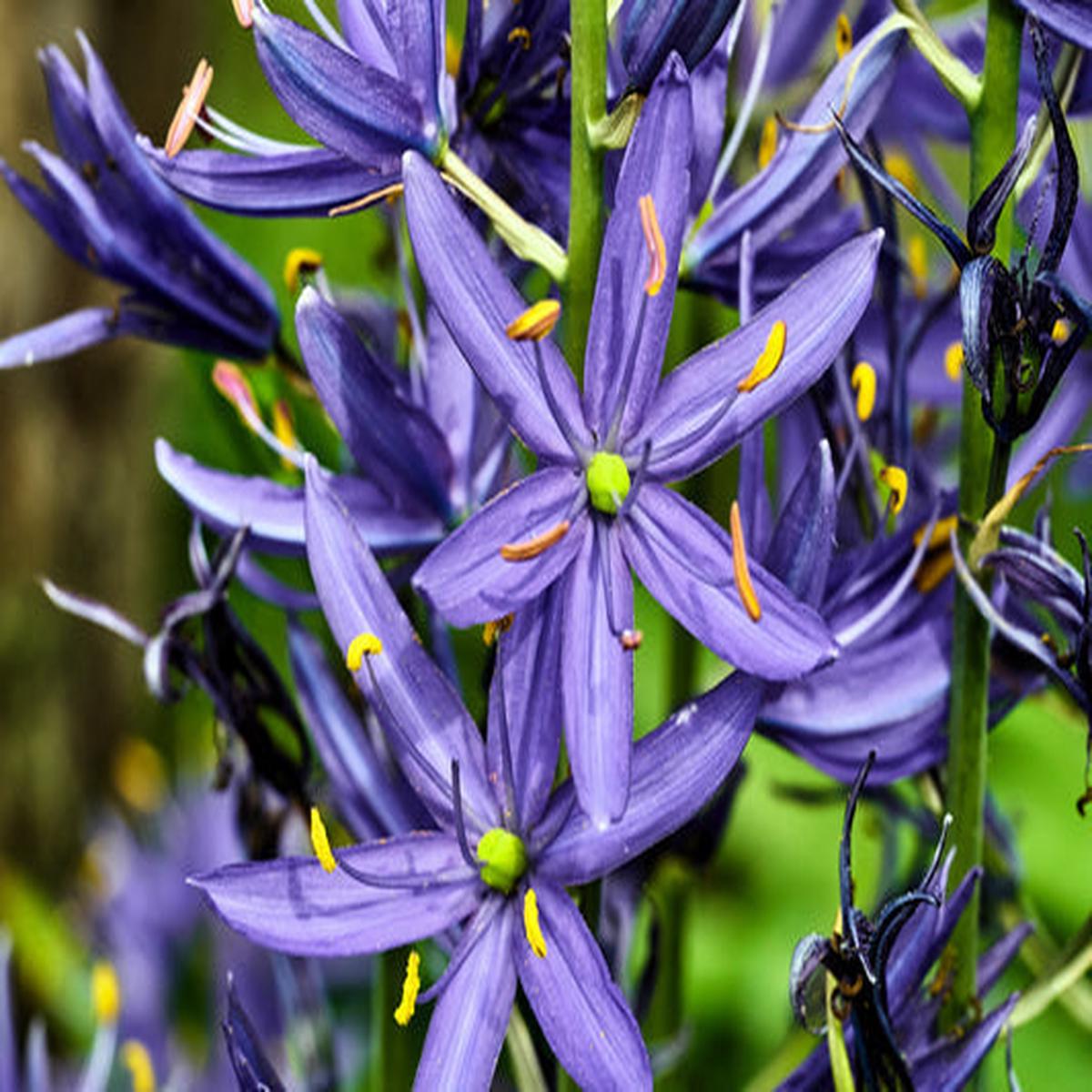 Blue Camas (Camassia quamash) Wild Indian Hyacinth Flower Herb Seeds