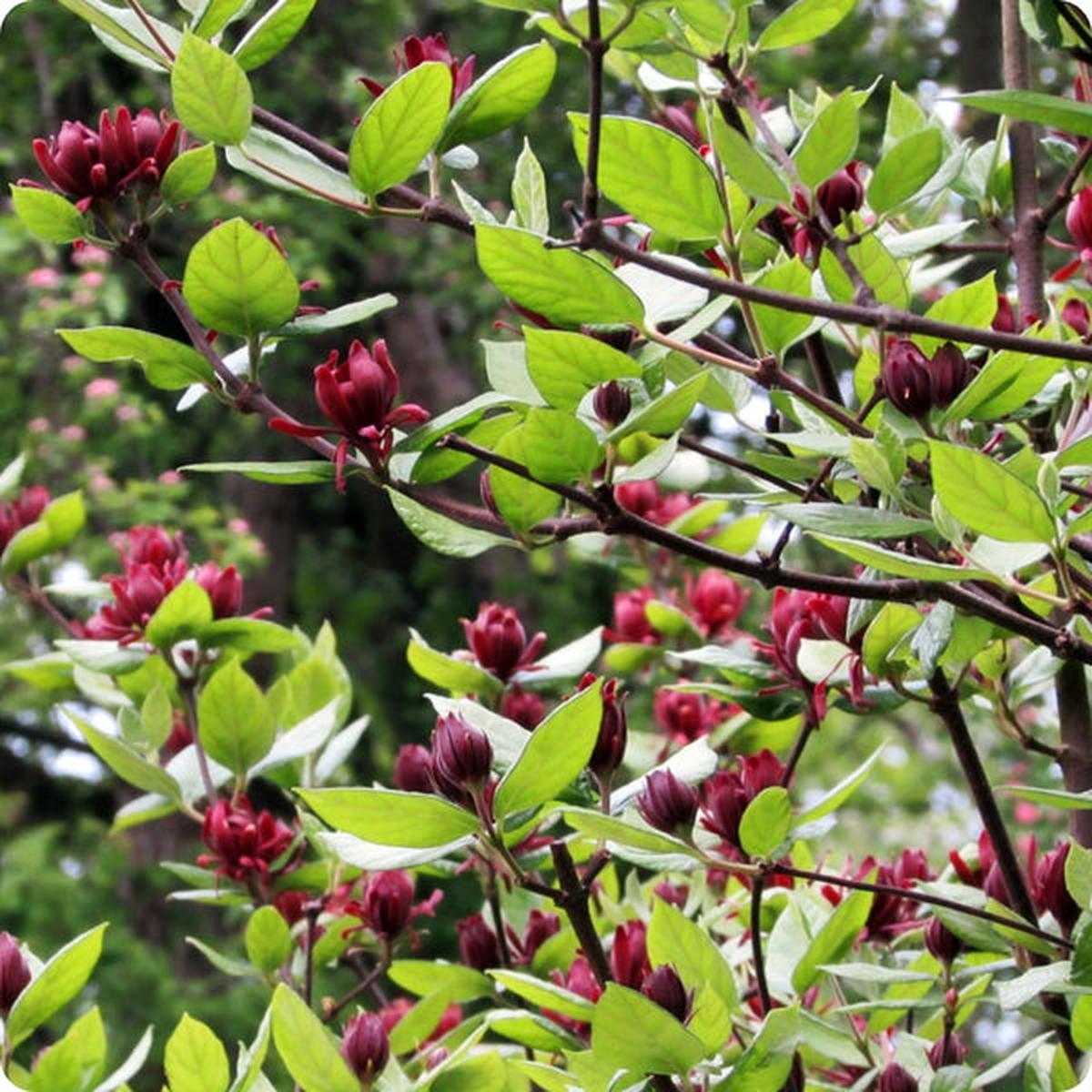 Carolina Allspice Seeds (Calycanthus floridus)