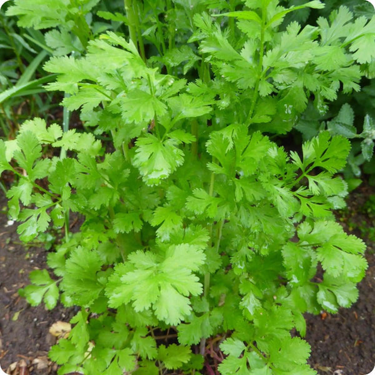 Cilantro Santo (Coriandrum sativum) Seeds