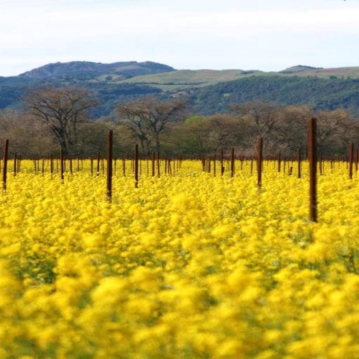 Southern Giant Curled Mustard (Ostrich Plume Brassica Juncea) Vegetable Herb Seeds