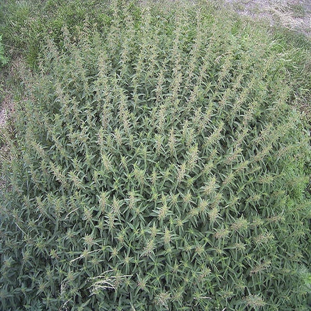 Stinging Nettle (Urtica Dioica) - Common, California, or Bull Nettle Flower Seeds