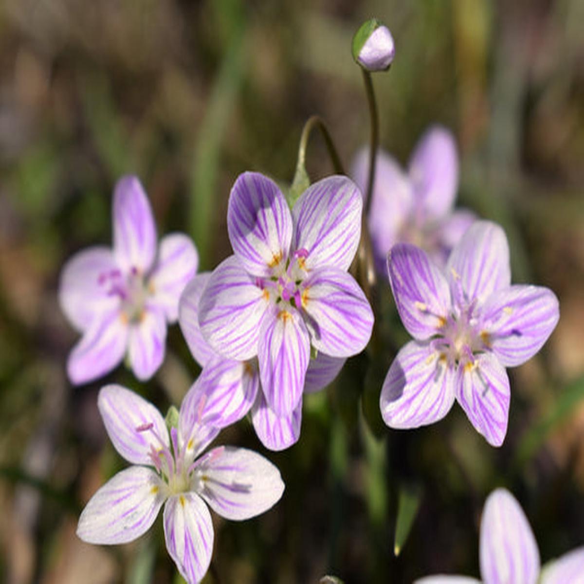 Virginia Spring Beauty (Claytonia virginica) Eastern Fairy Pink Striped Native Grass Shade Flower Herb Seeds