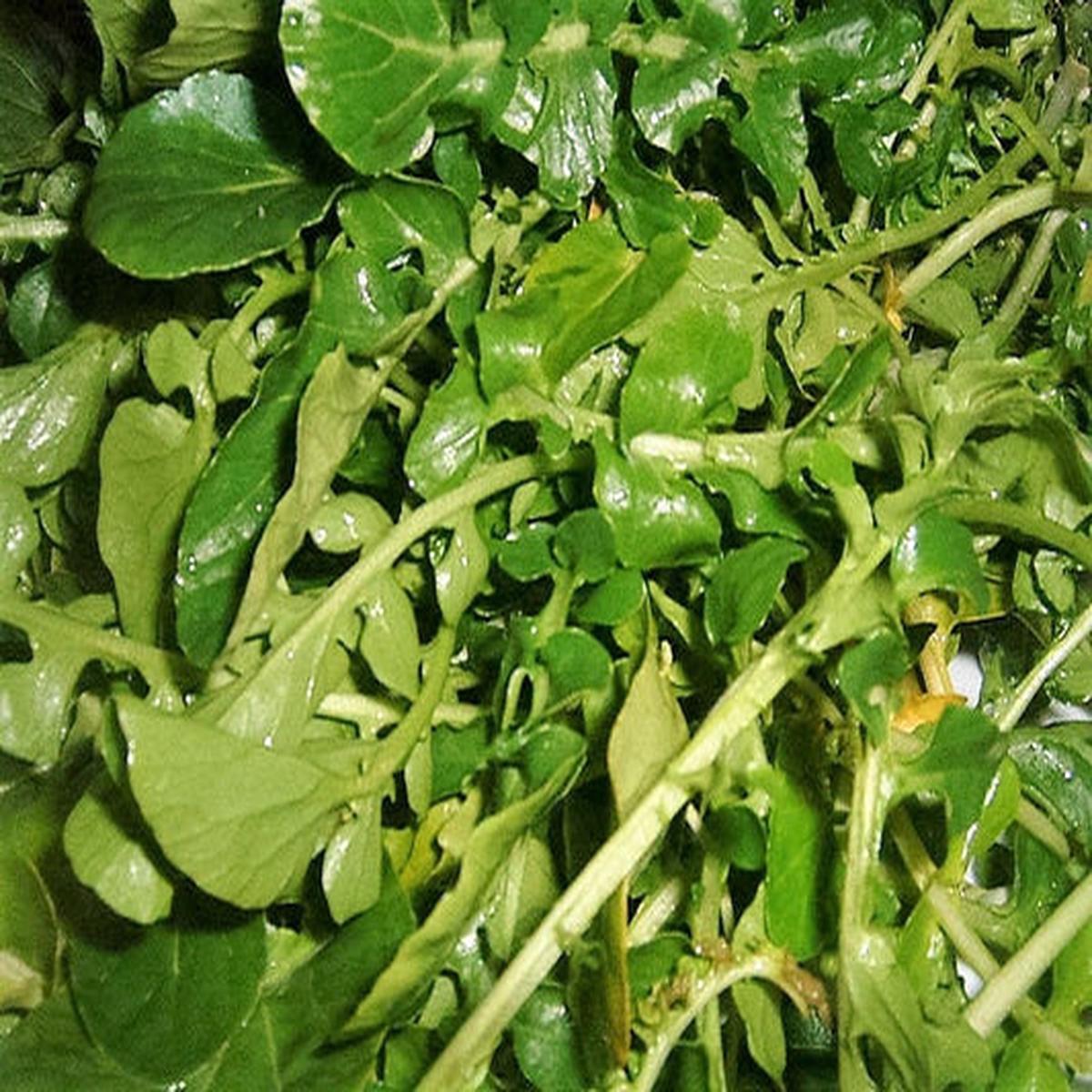 Wrinkled Crinkled Cress (Lepidium sativum) Garden Greens Vegetable Seeds