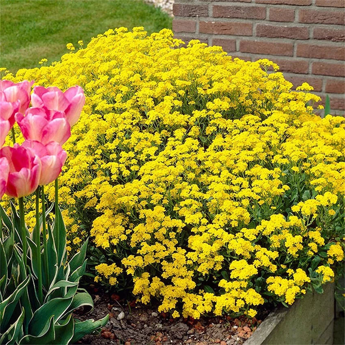 Yellow Creeping Thyme (Thymus serpyllum) Herb Seeds for Planting  Heirloom, Non-GMO, Groundcover, Perennial