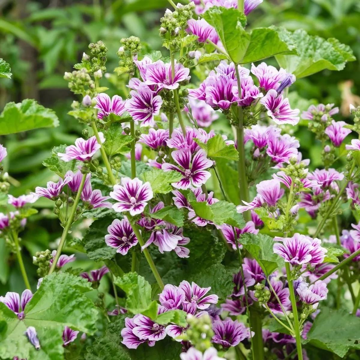 Zebra Mallow (Malva sylvestris) Flower Seeds for Planting  Heirloom, Non-GMO, Pollinator-Friendly, Perennial