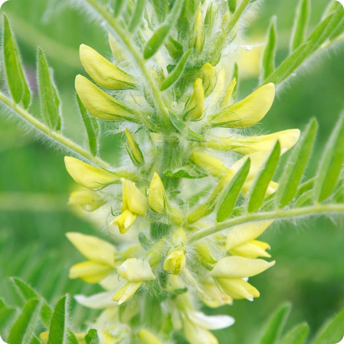 Astragalus Seeds (Astragalus membranaceus)