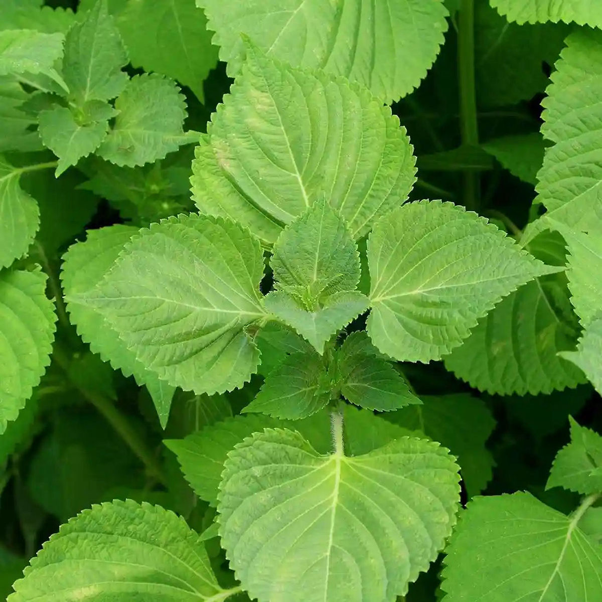 Beefsteak Plant Herb Seeds  Heirloom, Non-GMO, Easy to Grow
