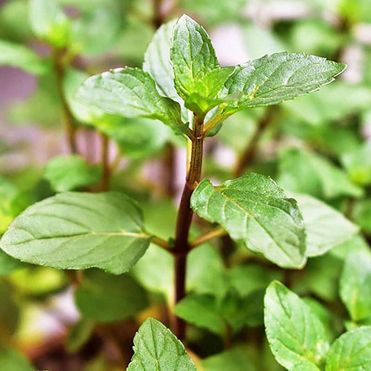 Chocolate Mint Herb Seeds for Planting  Heirloom, Non-GMO, Easy to Grow, Annual