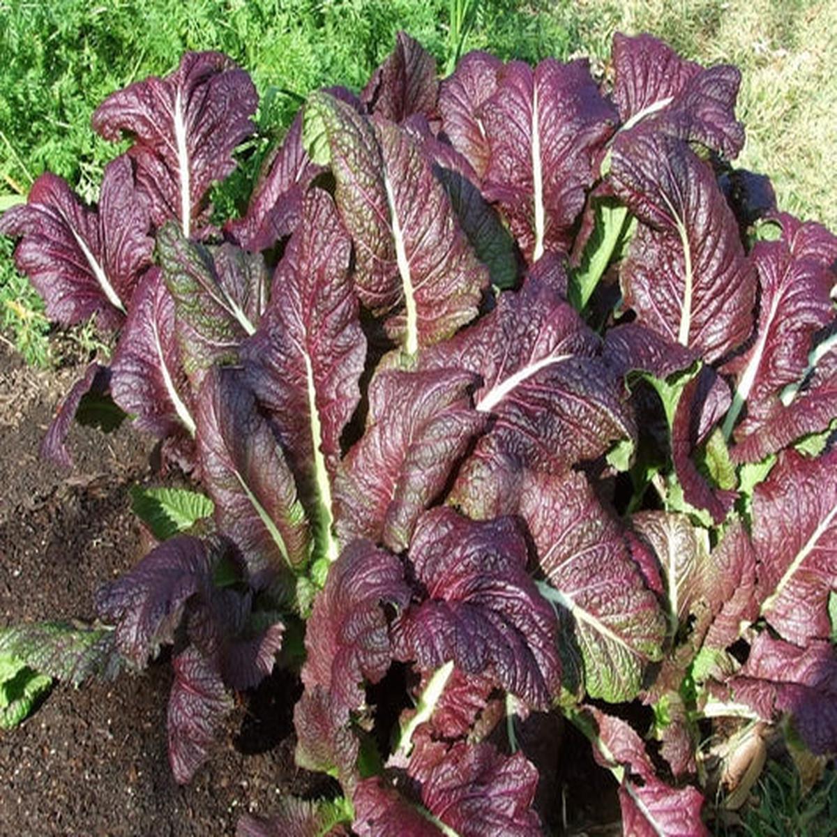 Red Giant Mustard (Brassica spp.) Ornamental Japanese Greens Herb Vegetable Seeds