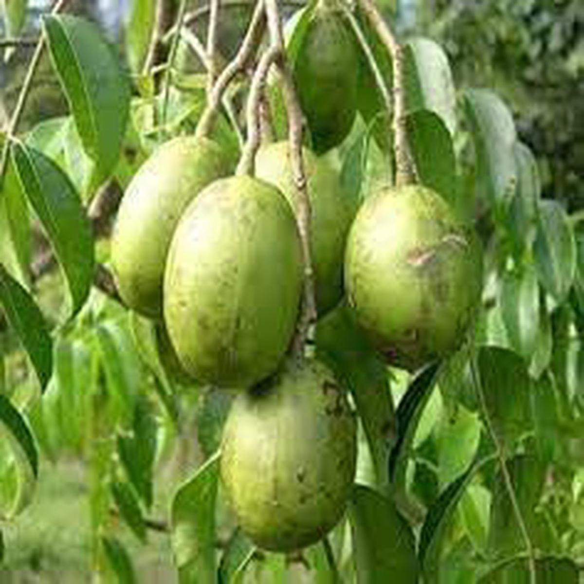 Spondias Tree Planting Seeds for Thriving Fruit Gardens