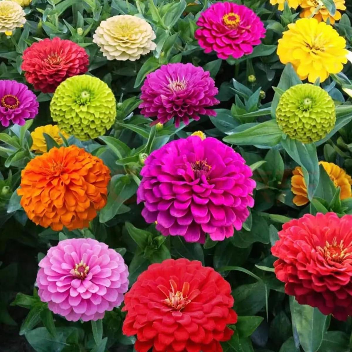 Zinnia Flower Seeds for Planting  Heirloom, Non-GMO, Easy to Grow, Annual Blooms