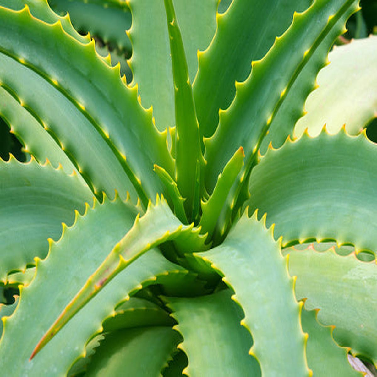 Aloe Cameron Seeds for Planting - Grow Unique Green Aloe Cameron in Your Garden