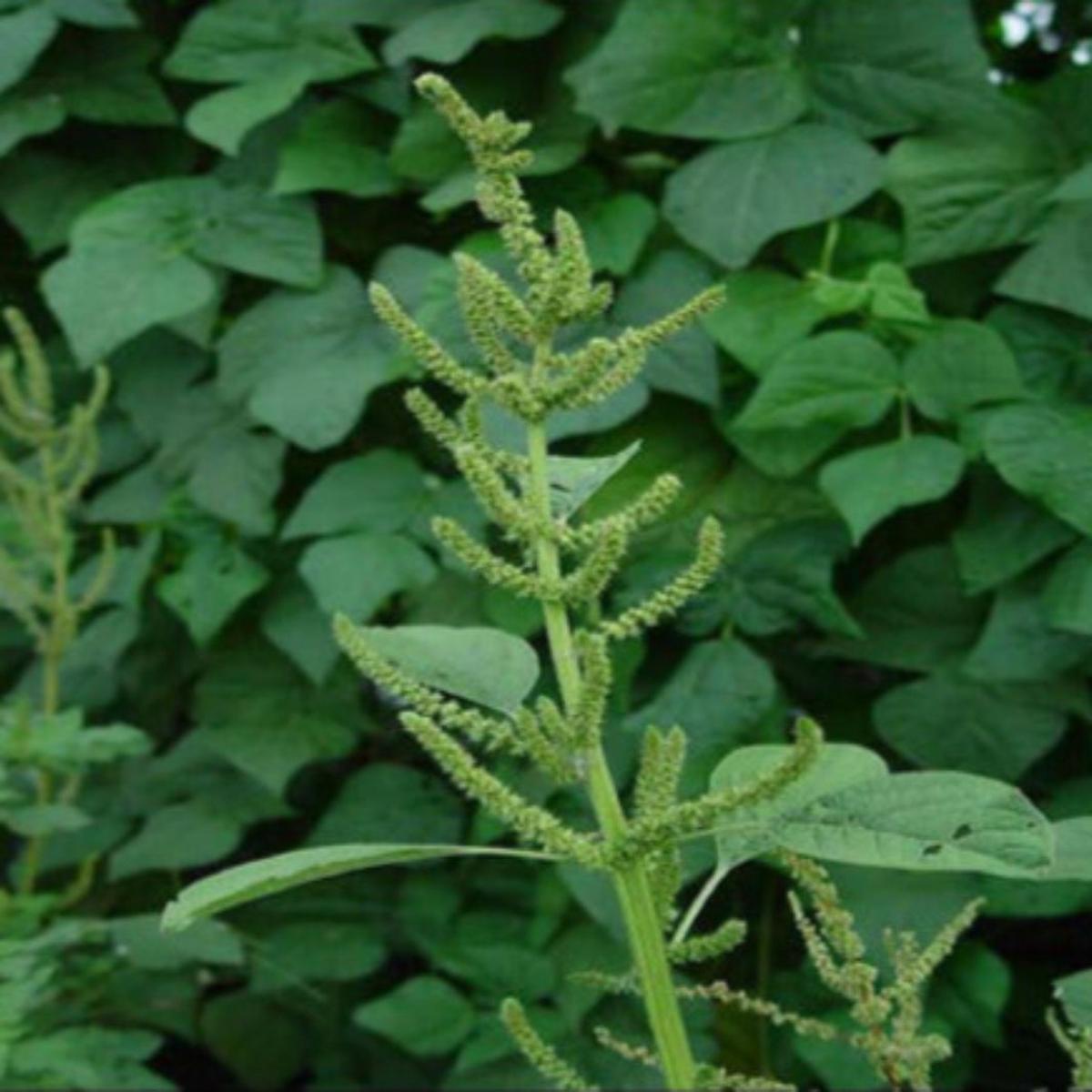 Amaranthus Spinosus (Spiny Amaranth) Seeds for Planting  Heirloom, Non-GMO, Hardy, Edible Green