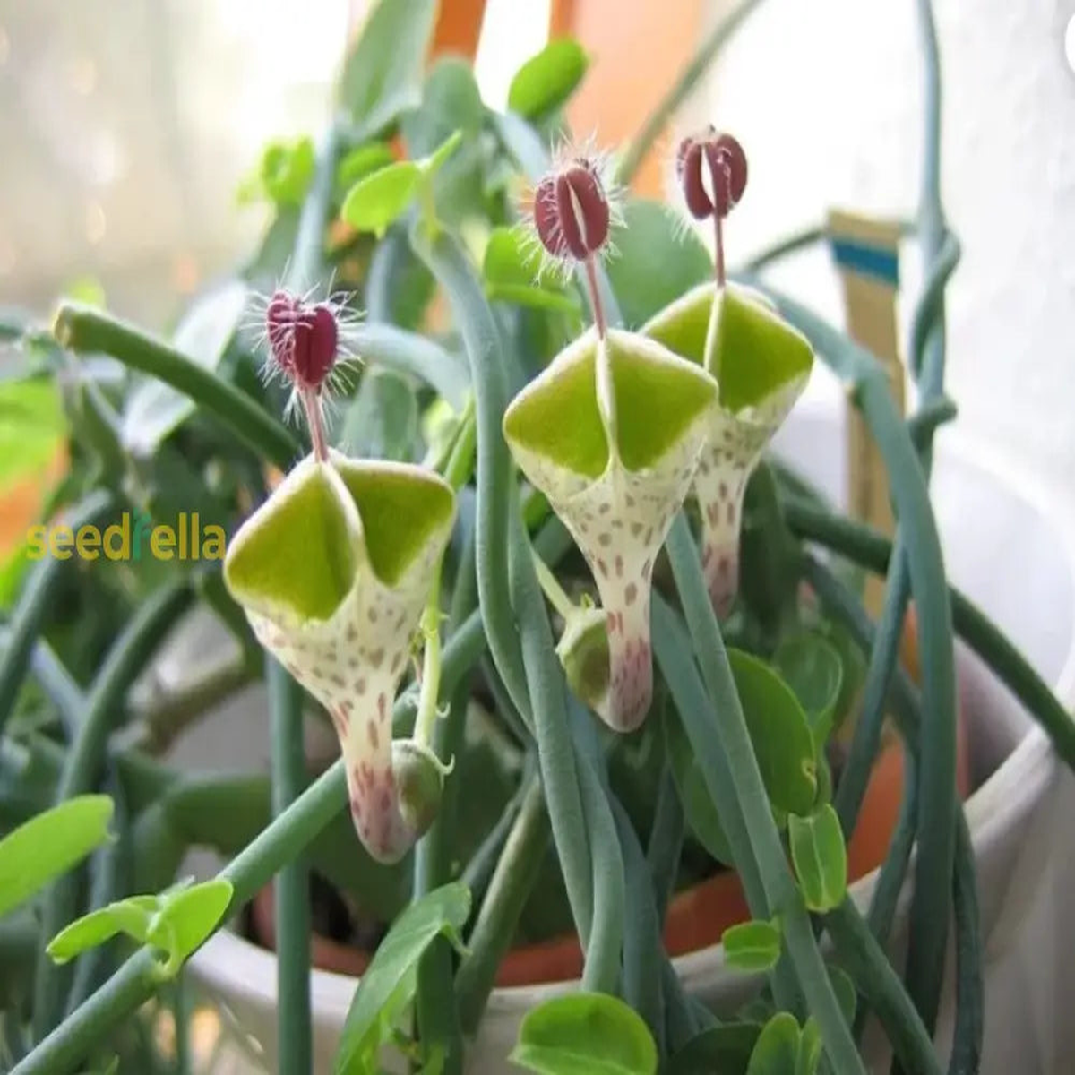 Ceropegia Seeds for Planting: Collectible Seed Packets