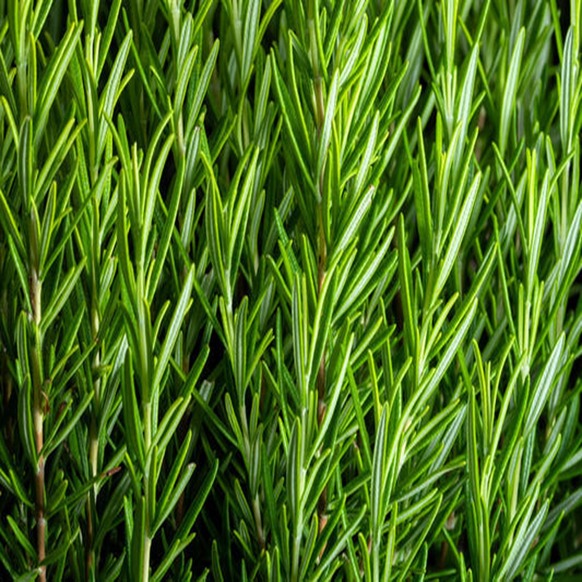 Rosemary (Rosmarinus officinalis) Herb Flower Seeds