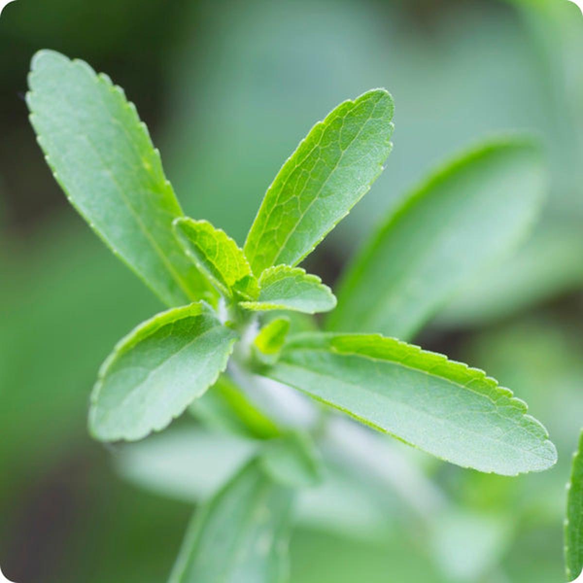 Stevia Seeds (Stevia rebaudiana)