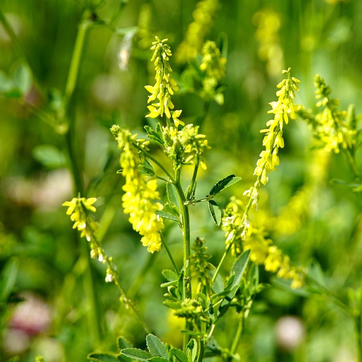 Sweet Clover Herb Seeds for Planting  Heirloom, Non-GMO, Easy to Grow