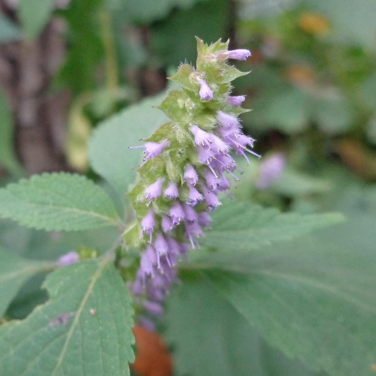 Vietnamese Mint Persicaria odorata Plant Seeds