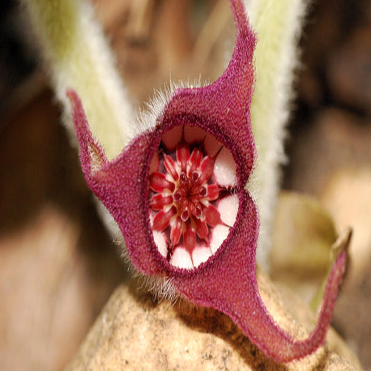 Wild Ginger (Asarum Canadense) Canadian Heart Snakeroot Flower Herb Seeds