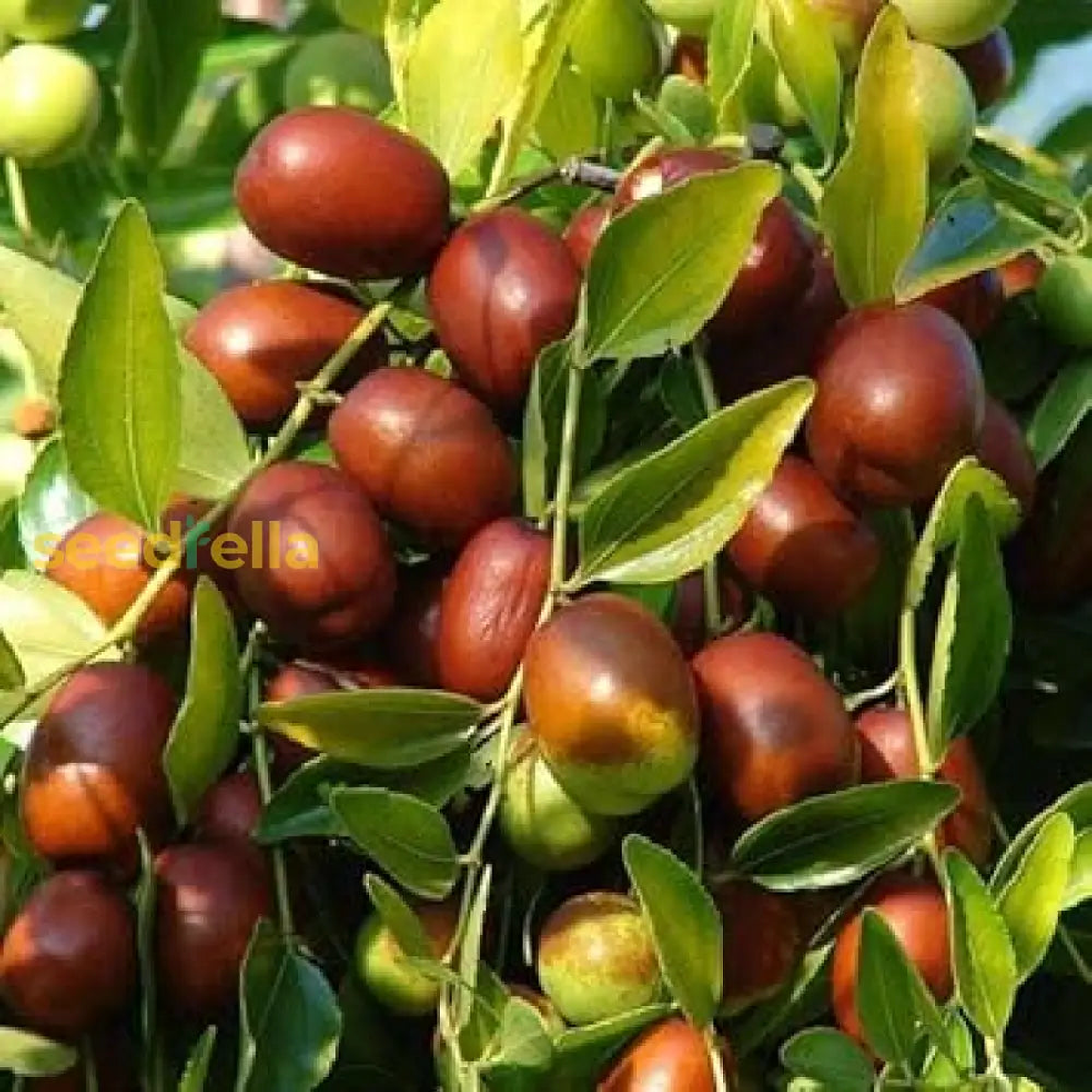 Ziziphus Jujube Fruit Seeds: Comprehensive Planting Guide