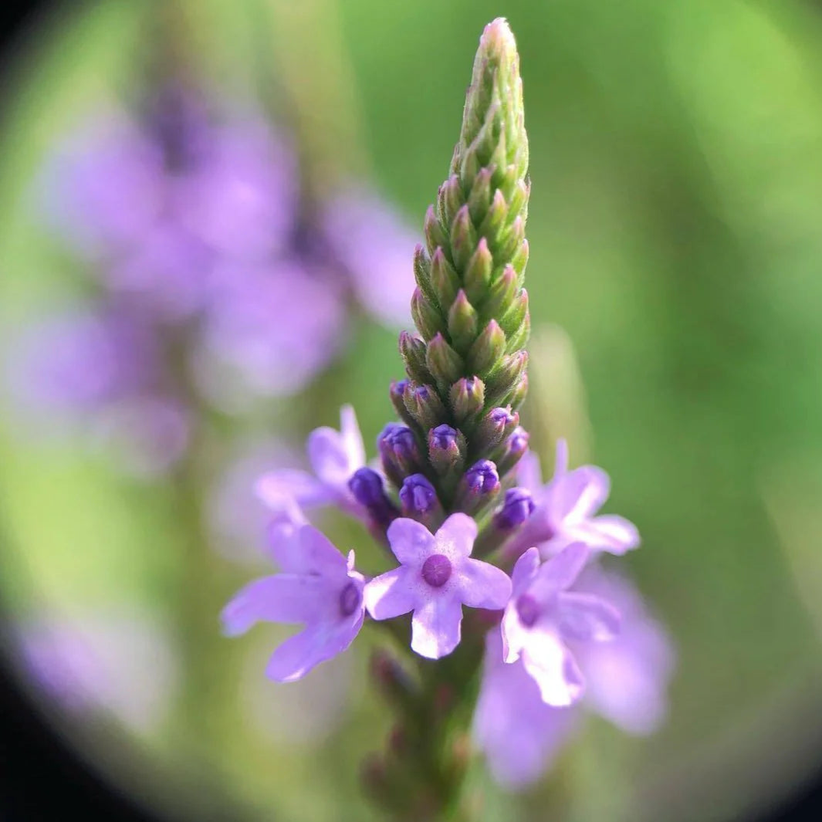 Blue Vervain Herb Seeds for Planting  Heirloom, Non-GMO, Pollinator-Friendly, Perennial