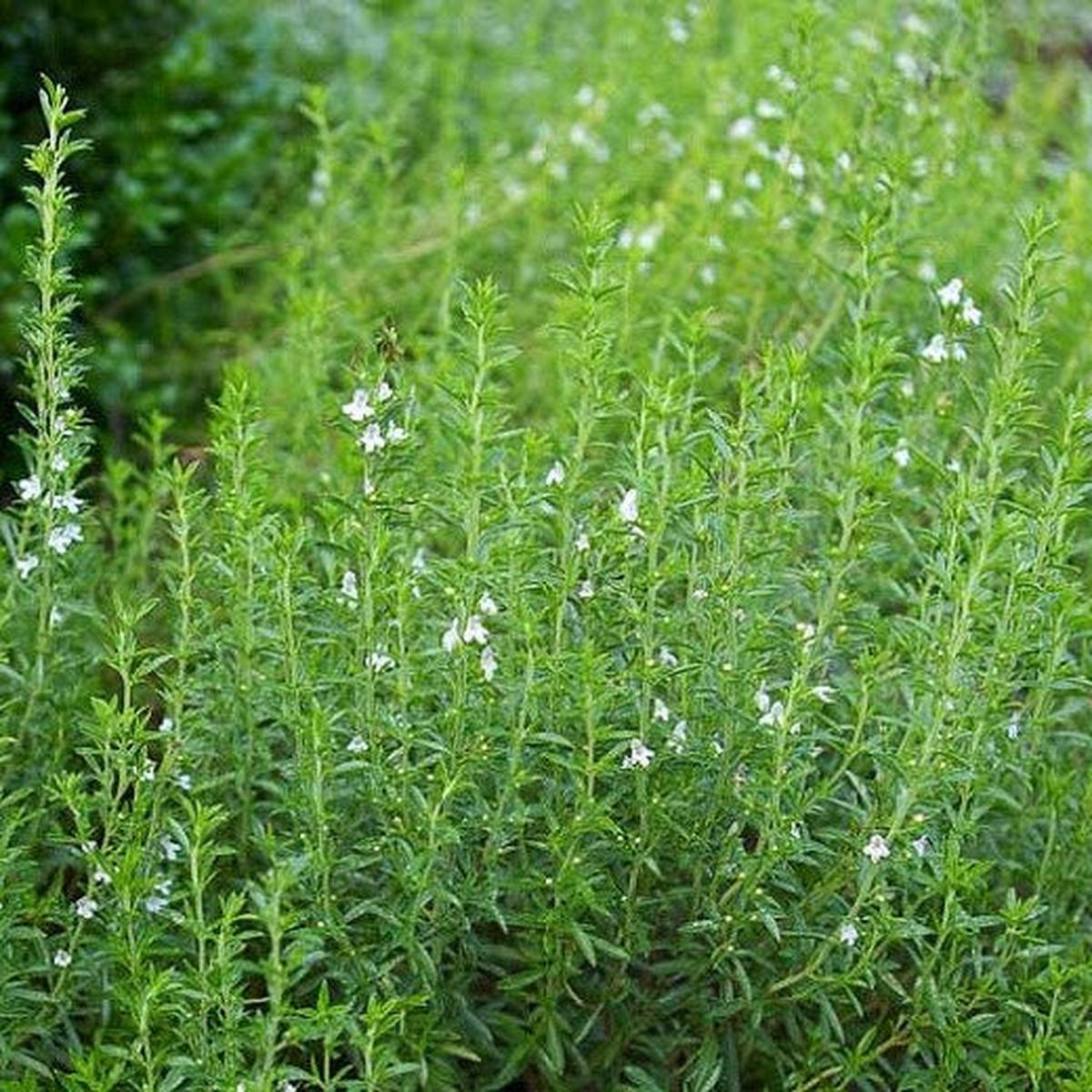 Winter Savory (Satureja montana) Herb Seeds for Planting  Heirloom, Non-GMO, Perennial, Culinary Herb