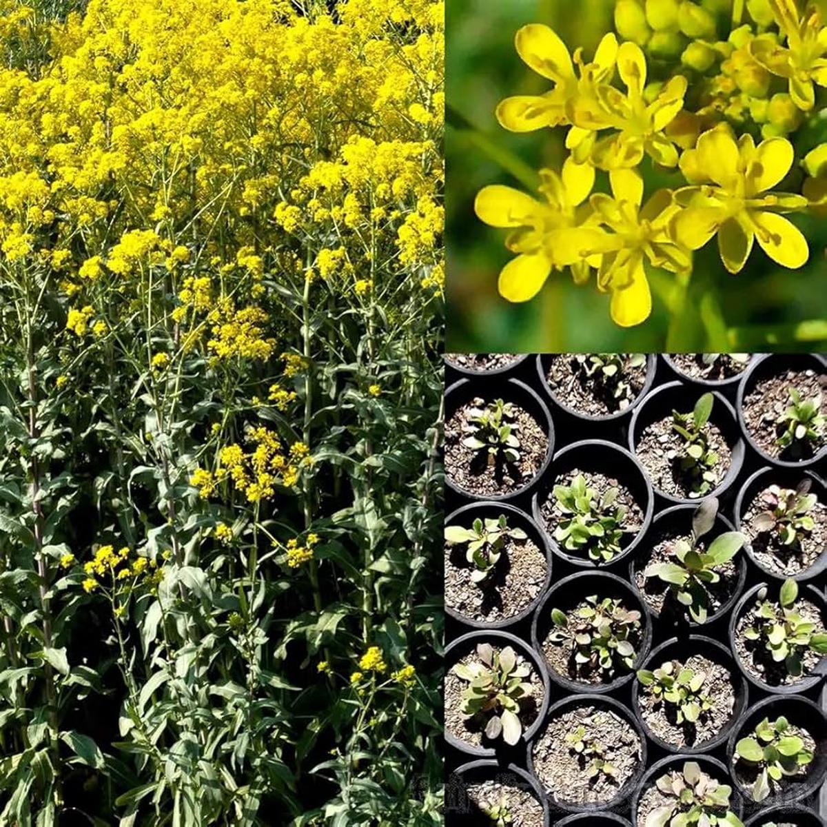 Woad Isatis Tinctoria Herbal Dye Plant Seeds