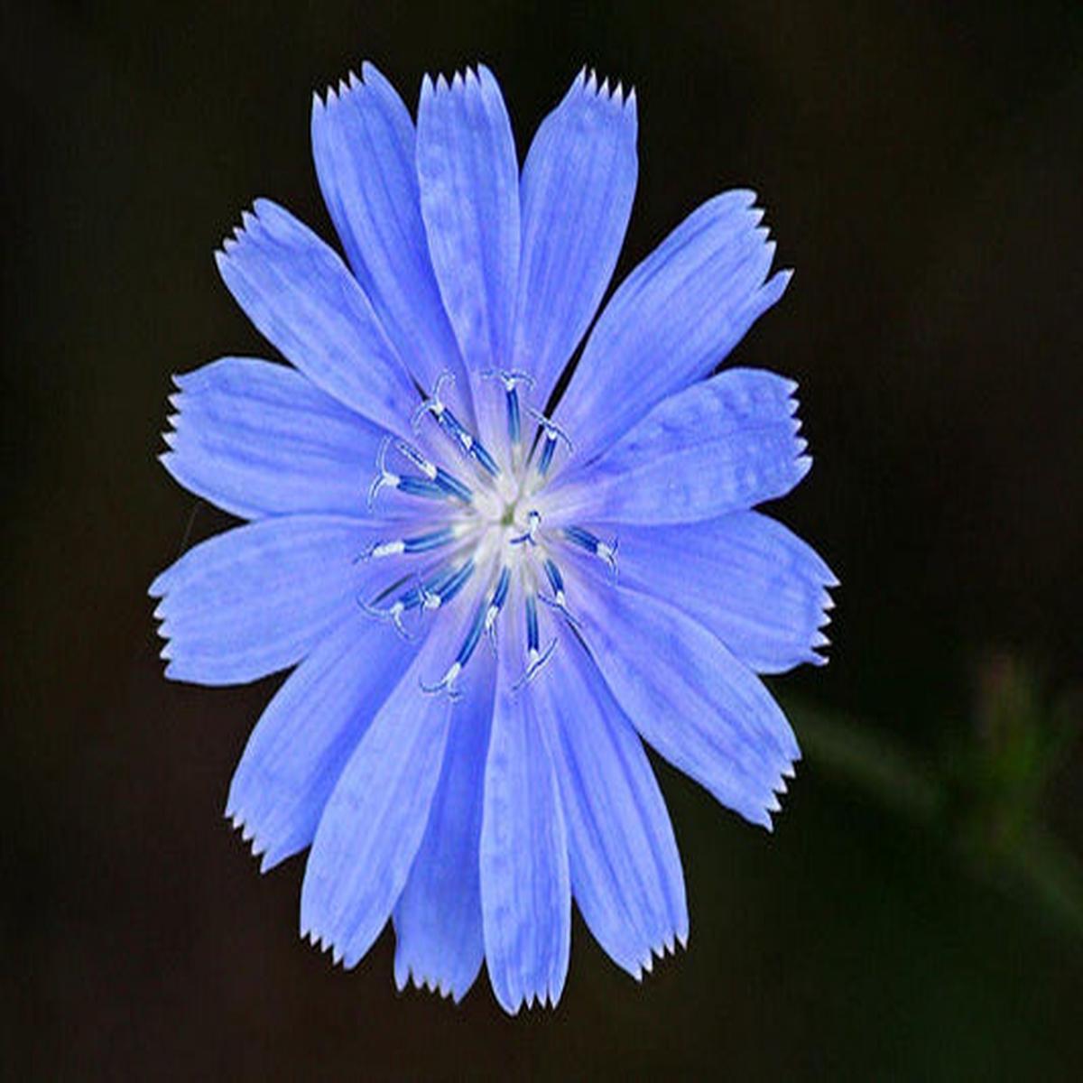 Chicory (Cichorium intybus) Flower & Herb Seeds  Blue Daisy, Blue Sailors, Coffeeweed, Succory